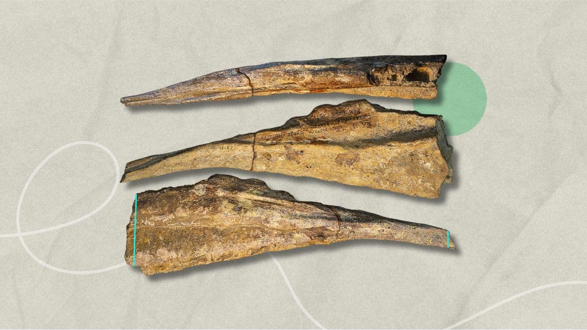 من زمن الوحوش… أول ظهور لعائلة الديناصورات المفترسة Carcharodontosauridae في أوزبكستان