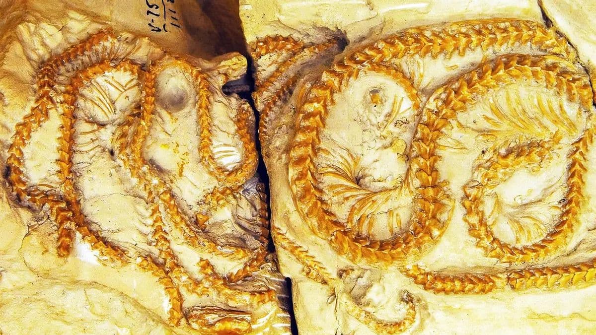 من قلب الحفريات… اكتشاف ثعبان عمره 34 مليون سنة يغيّر روايتنا عن الحياة